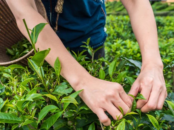 Close-up of hands hand-picking young tea leaves in a lush green plantation.